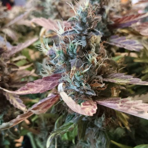 Blue Gelato Royal Queen Seeds growlog timeline photo