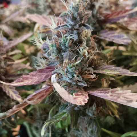 Blue Gelato Royal Queen Seeds growlog timeline photo