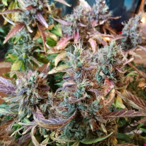Blue Gelato Royal Queen Seeds growlog timeline photo