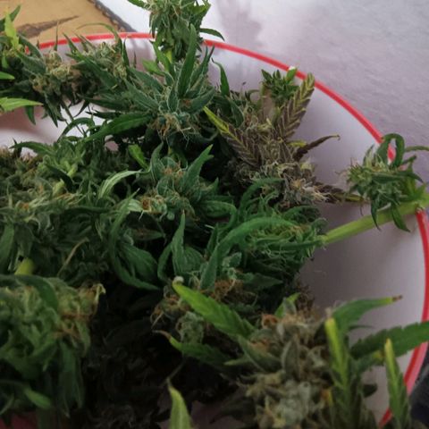 Blue Gelato Royal Queen Seeds growlog timeline photo