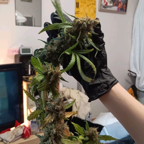 Blue Gelato Royal Queen Seeds growlog timeline photo