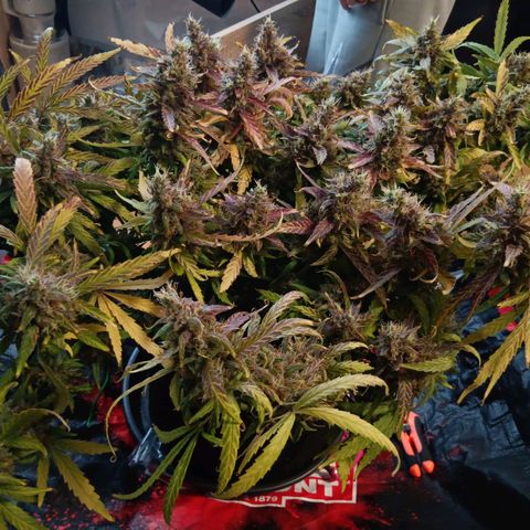 Blue Gelato Royal Queen Seeds growlog timeline photo