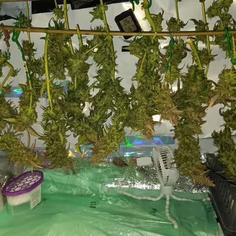 Blue Gelato Royal Queen Seeds growlog timeline photo