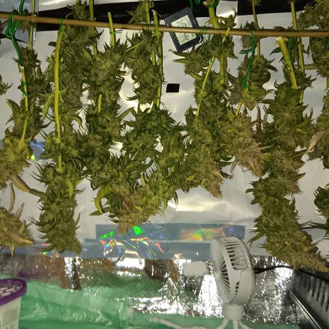 Blue Gelato Royal Queen Seeds growlog timeline photo