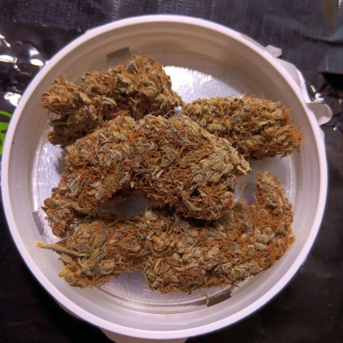 Blue Gelato Royal Queen Seeds growlog timeline photo