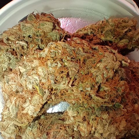 Blue Gelato Royal Queen Seeds growlog timeline photo