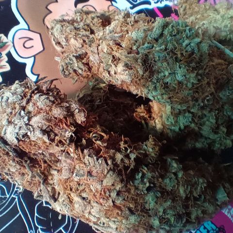 Blue Gelato Royal Queen Seeds growlog timeline photo