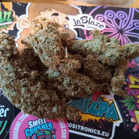 Blue Gelato Royal Queen Seeds growlog timeline photo