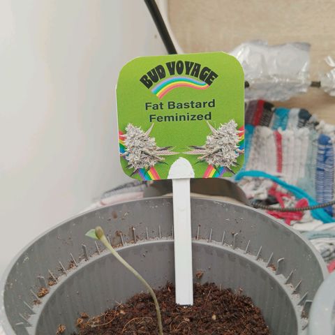 Bud Voyage Fat Bastard Fem growlog timeline photo