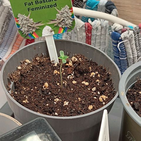 Bud Voyage Fat Bastard Fem growlog timeline photo