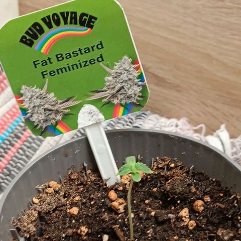 Bud Voyage Fat Bastard Fem growlog timeline photo