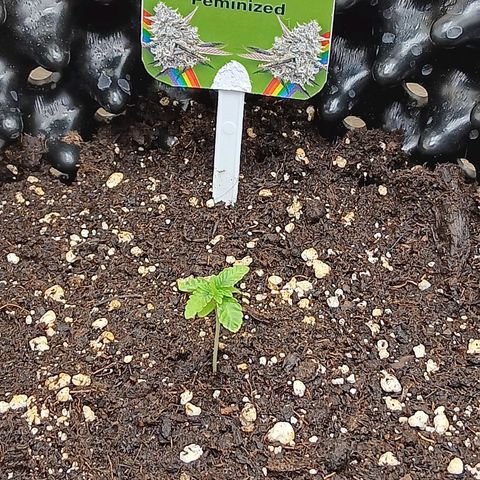 Bud Voyage Fat Bastard Fem growlog timeline photo