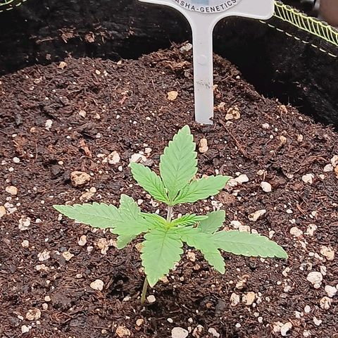 Nasha Genetics Pineapple Gas x Blue Zushi + Grape Gas x Cherry Marker growlog timeline photo