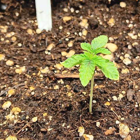 Bud Voyage Fat Bastard Fem growlog timeline photo