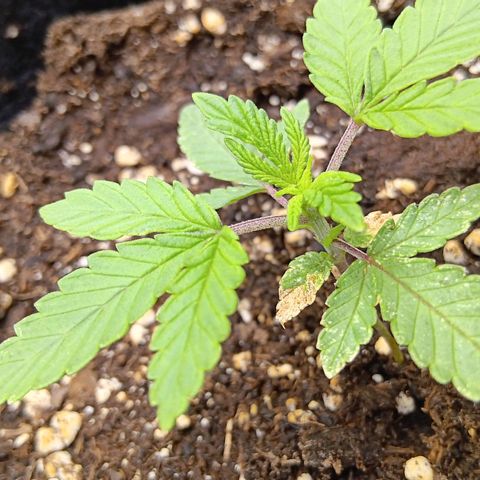 Nasha Genetics Pineapple Gas x Blue Zushi + Grape Gas x Cherry Marker growlog timeline photo