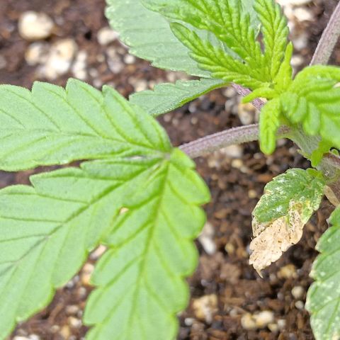 Nasha Genetics Pineapple Gas x Blue Zushi + Grape Gas x Cherry Marker growlog timeline photo