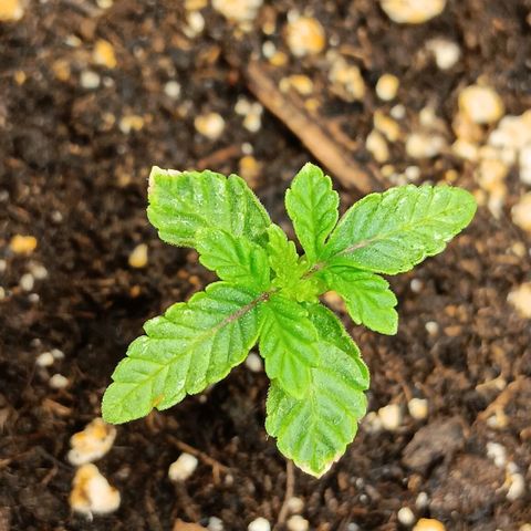 Bud Voyage Fat Bastard Fem growlog timeline photo