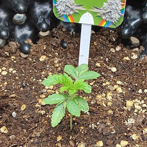Bud Voyage Fat Bastard Fem growlog timeline photo
