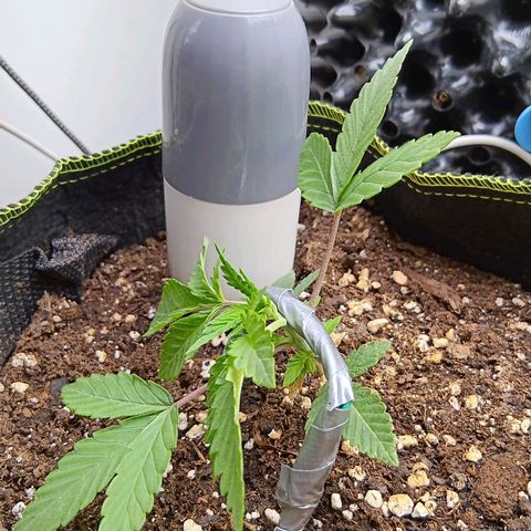 Nasha Genetics Pineapple Gas x Blue Zushi + Grape Gas x Cherry Marker growlog timeline photo