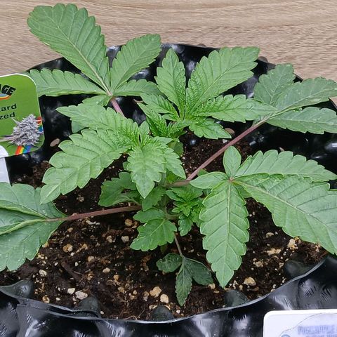 Bud Voyage Fat Bastard Fem growlog timeline photo