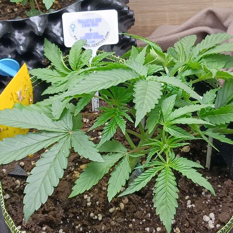 Nasha Genetics Pineapple Gas x Blue Zushi + Grape Gas x Cherry Marker growlog timeline photo
