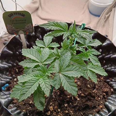 Bud Voyage Fat Bastard Fem growlog timeline photo
