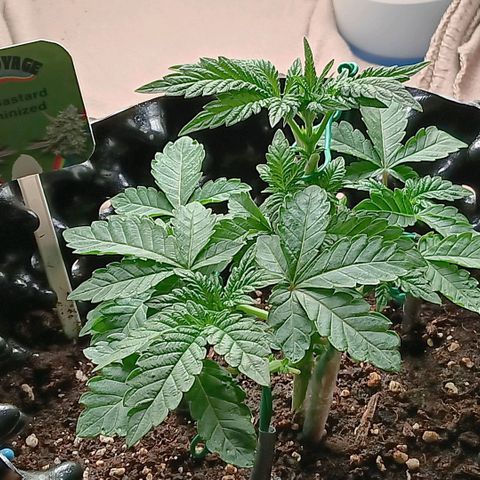 Bud Voyage Fat Bastard Fem growlog timeline photo