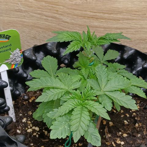 Bud Voyage Fat Bastard Fem growlog timeline photo