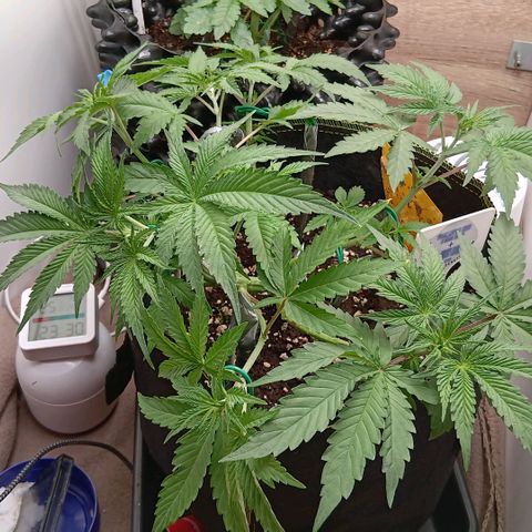 Nasha Genetics Pineapple Gas x Blue Zushi + Grape Gas x Cherry Marker growlog timeline photo