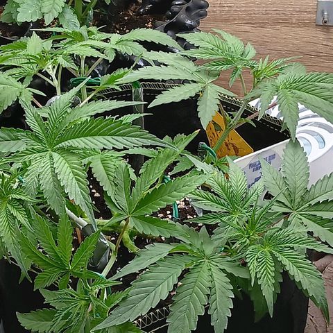 Nasha Genetics Pineapple Gas x Blue Zushi + Grape Gas x Cherry Marker growlog timeline photo
