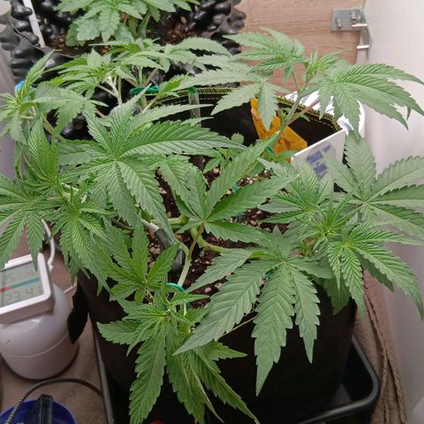Nasha Genetics Pineapple Gas x Blue Zushi + Grape Gas x Cherry Marker growlog timeline photo