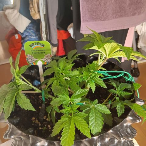 Bud Voyage Fat Bastard Fem growlog timeline photo