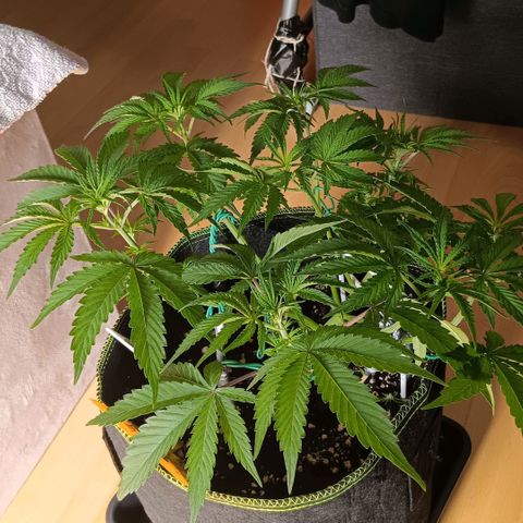 Nasha Genetics Pineapple Gas x Blue Zushi + Grape Gas x Cherry Marker growlog timeline photo