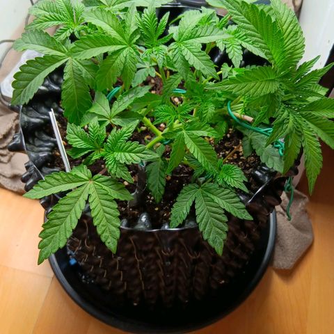 Bud Voyage Fat Bastard Fem growlog timeline photo