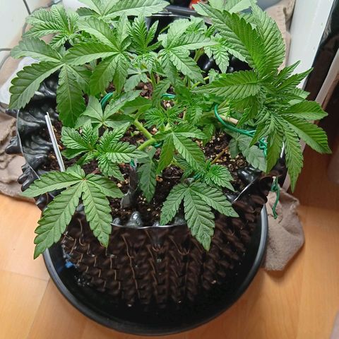 Bud Voyage Fat Bastard Fem growlog timeline photo