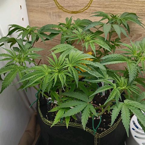 Nasha Genetics Pineapple Gas x Blue Zushi + Grape Gas x Cherry Marker growlog timeline photo