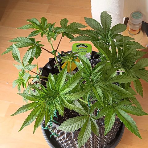 Bud Voyage Fat Bastard Fem growlog timeline photo