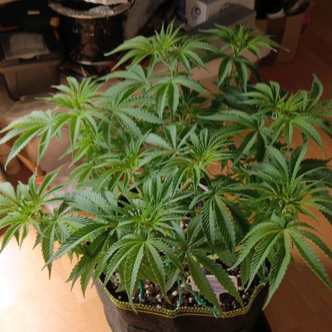 Nasha Genetics Pineapple Gas x Blue Zushi + Grape Gas x Cherry Marker growlog timeline photo