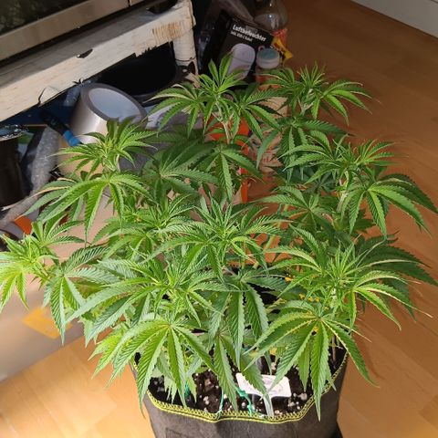 Nasha Genetics Pineapple Gas x Blue Zushi + Grape Gas x Cherry Marker growlog timeline photo