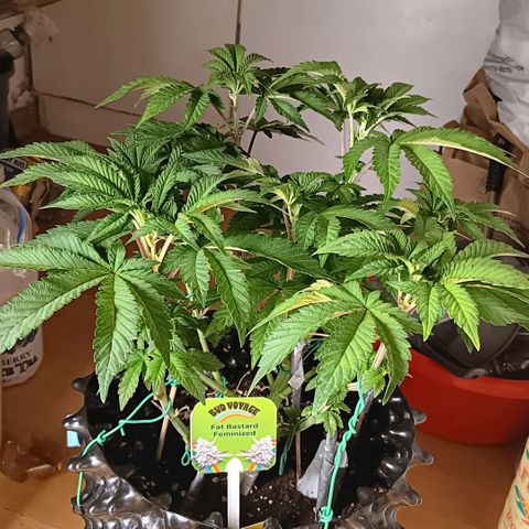 Bud Voyage Fat Bastard Fem growlog timeline photo