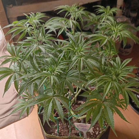 Nasha Genetics Pineapple Gas x Blue Zushi + Grape Gas x Cherry Marker growlog timeline photo