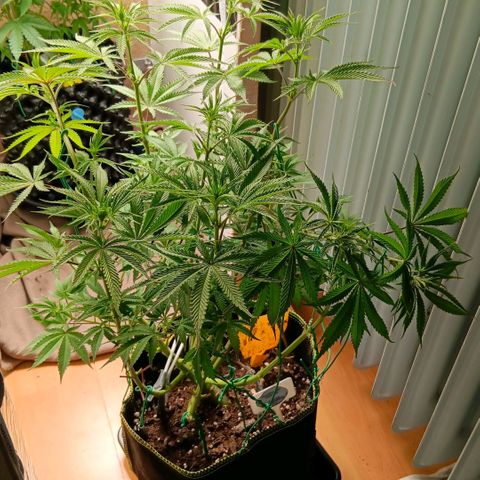 Nasha Genetics Pineapple Gas x Blue Zushi + Grape Gas x Cherry Marker growlog timeline photo