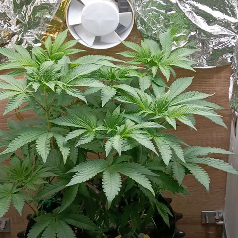 Bud Voyage Fat Bastard Fem growlog timeline photo