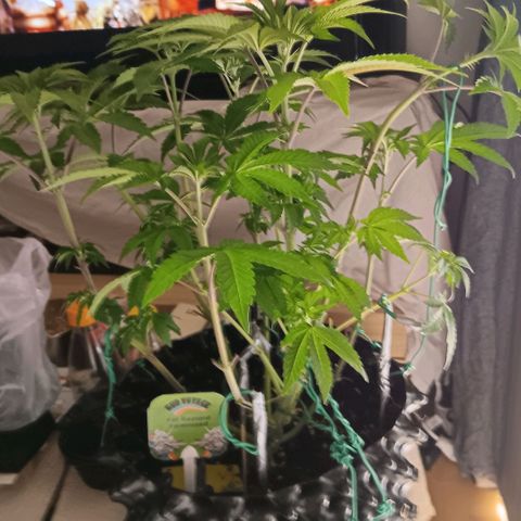 Bud Voyage Fat Bastard Fem growlog timeline photo