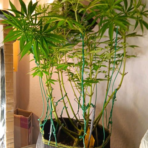 Nasha Genetics Pineapple Gas x Blue Zushi + Grape Gas x Cherry Marker growlog timeline photo