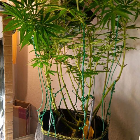 Nasha Genetics Pineapple Gas x Blue Zushi + Grape Gas x Cherry Marker growlog timeline photo
