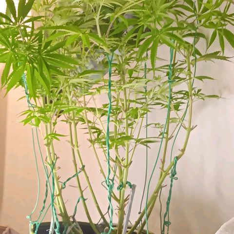 Nasha Genetics Pineapple Gas x Blue Zushi + Grape Gas x Cherry Marker growlog timeline photo