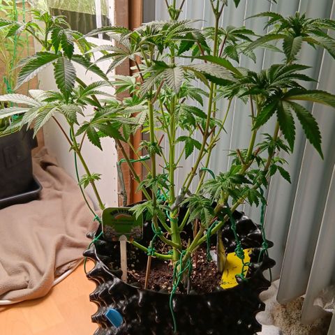 Bud Voyage Fat Bastard Fem growlog timeline photo
