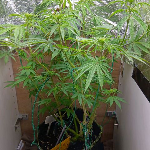 Nasha Genetics Pineapple Gas x Blue Zushi + Grape Gas x Cherry Marker growlog timeline photo