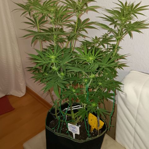 Nasha Genetics Pineapple Gas x Blue Zushi + Grape Gas x Cherry Marker growlog timeline photo